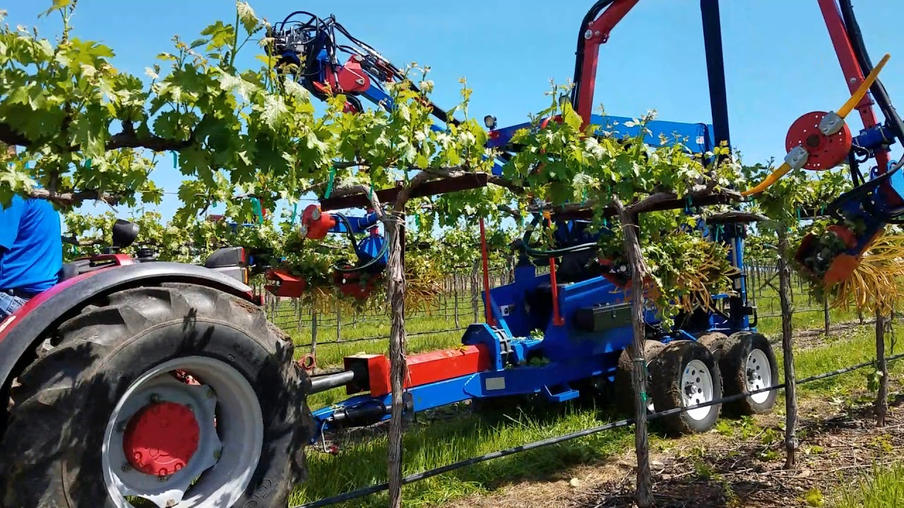Lodi Gallo Shoot Thinning Demo