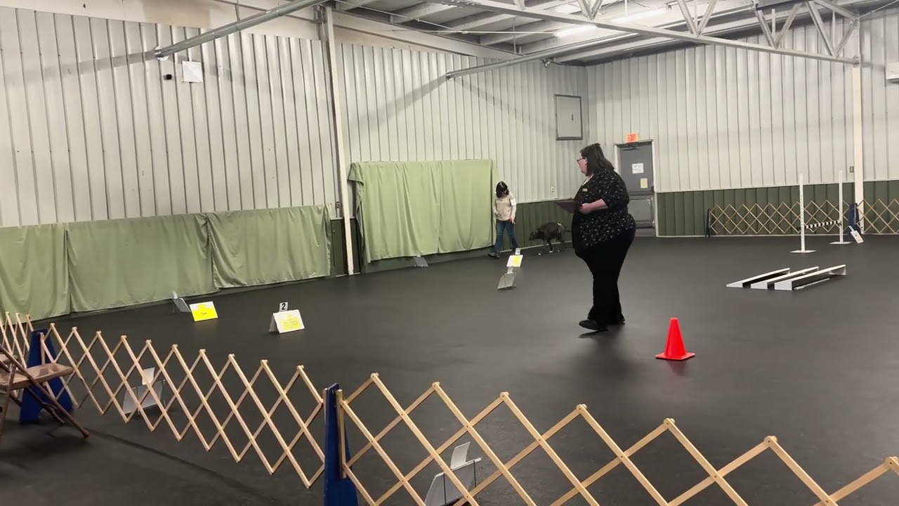 Stella Rally Toledo Kennel Club Sunday 3/1/2026