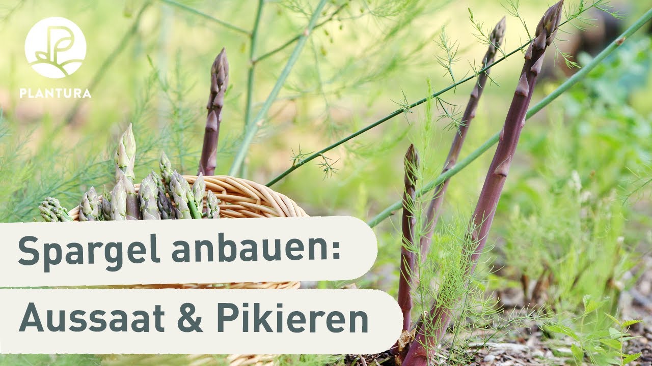 Spargel im Topf anpflanzen: So klappt&rsquo;s (Anleitung)