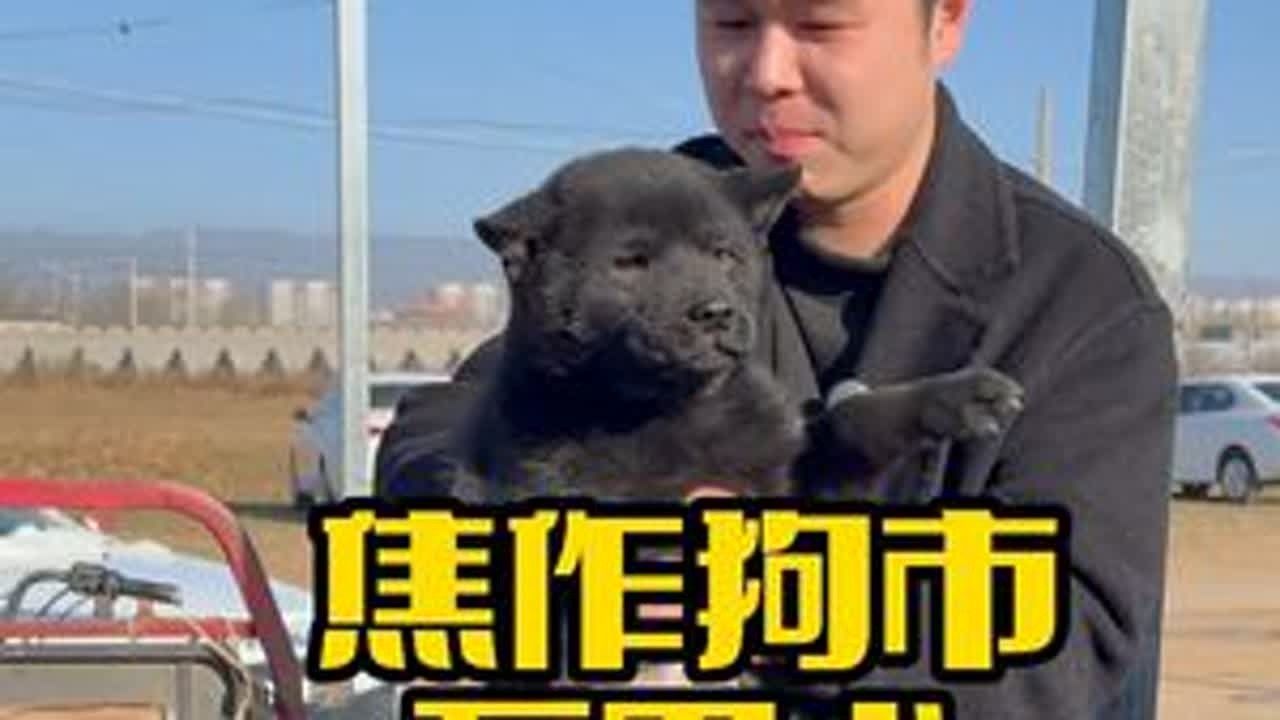 雪后的焦作狗市怎么个事 #萌宠 #狗 #电子榨菜 #五黑 #边牧