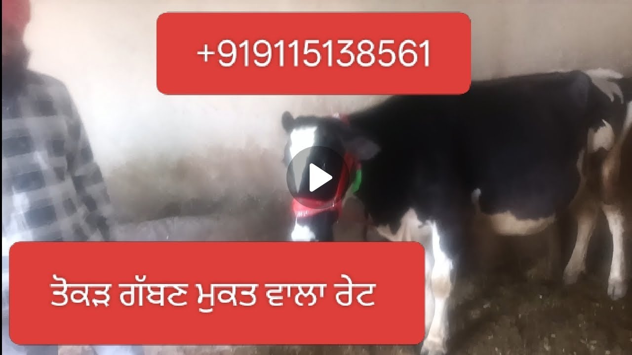 9115138571 ਤੋਕੜ ਗੱਬਣ ਗਾ ਮੁਕਤ ਵਾਲਾ ਰੇਟ 