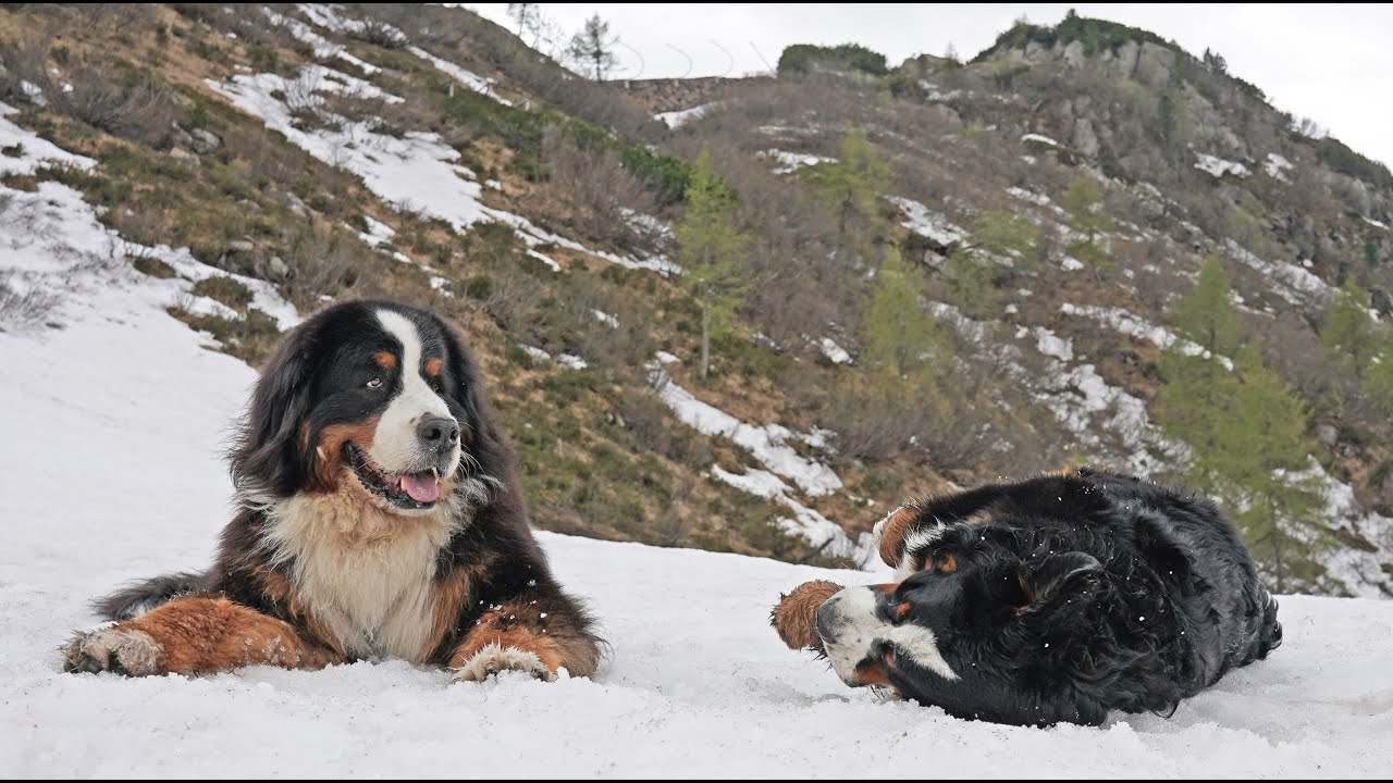 Two Happy Bernese Mountain Dogs in the Mountains. Dolomites, Italy