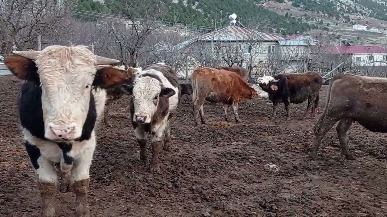 BİR ORTAKLIĞIN SONU 