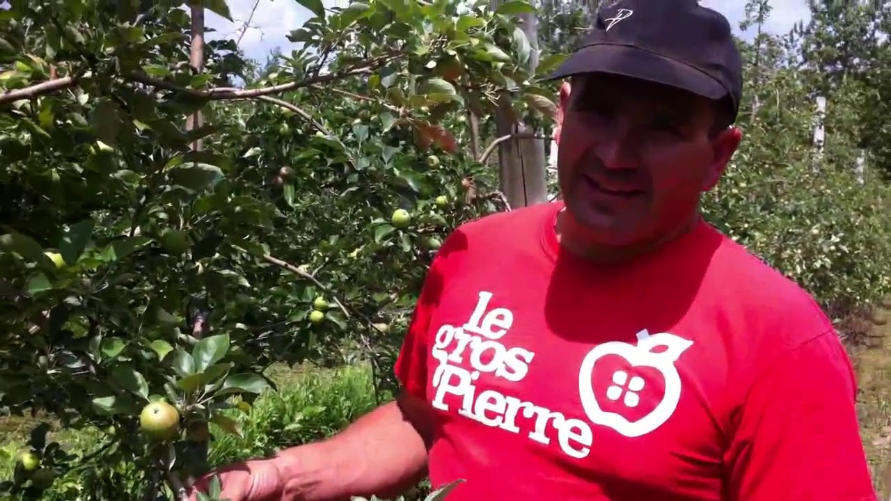 Eclaircissage manuel au Gros Pierre ou pourquoi Gaétan fait tomber les pommes?