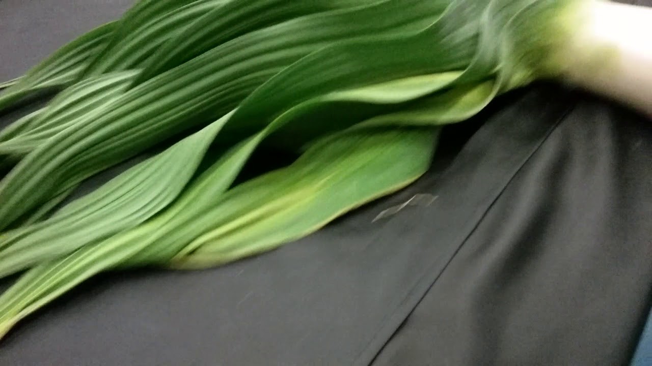 2017 pot leek society show