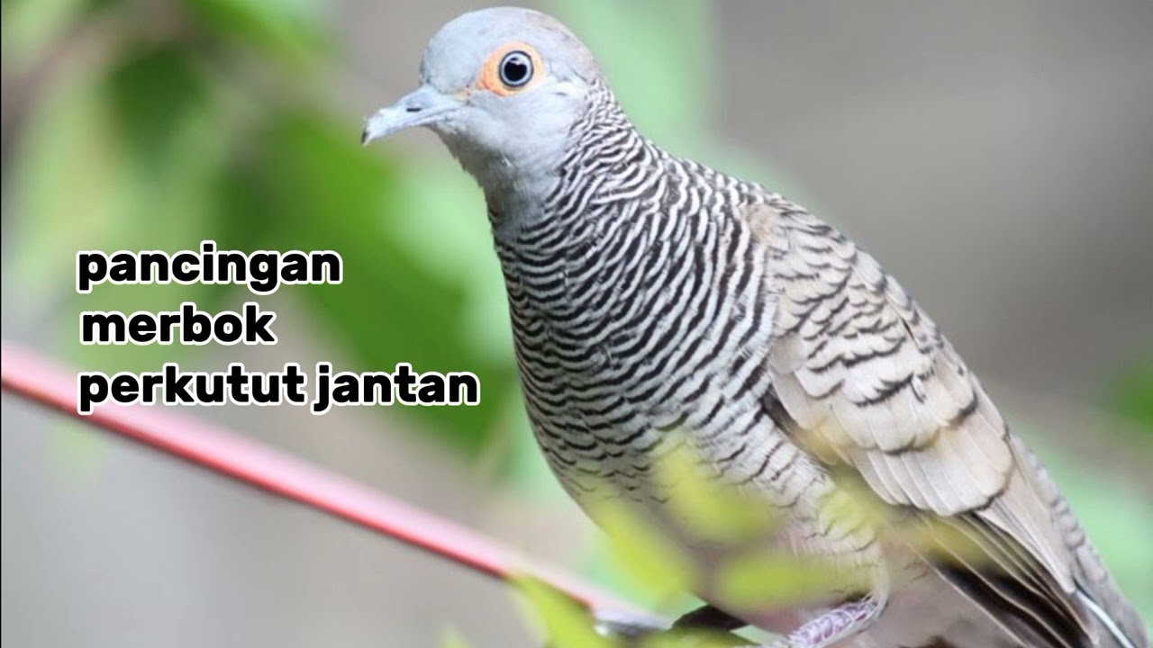 Merbok perkutut lokal jantan cocok untuk pancingan 