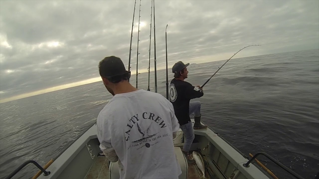 Kelp Paddy Fishing Yellowtail and Dorado