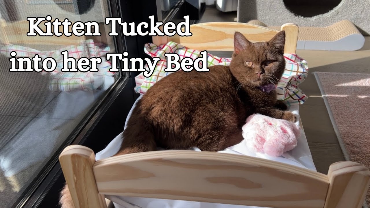 Kitten Tucked into Bed | Chocolate British Shorthair Kitten