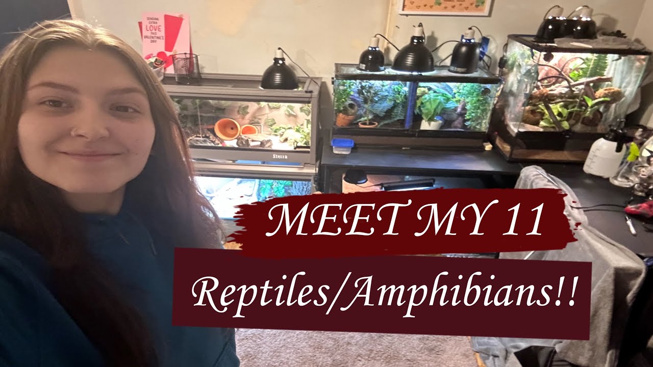 MEET MY 11 REPTILES!!!