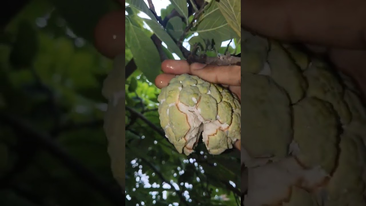 custard apple (sharifa) harvesting #harvesting #fruit #organicgardening #trendingshorts