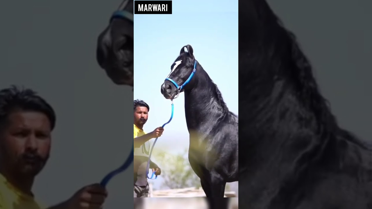 Difference between marwari horse and majuke horse which one is best #horse #foryou #youtubeshorts
