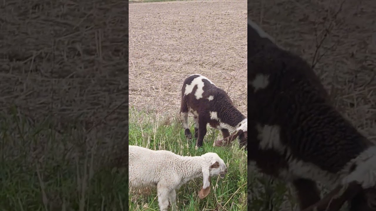 cute Gote 🐐🥦🐄💦 #funny #gote #villagerlifestyle #animalfarming #comedy #animallife