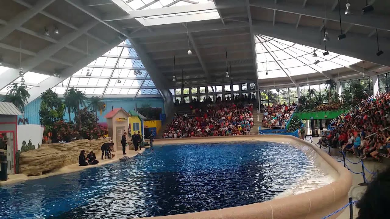 Chicago Brookfield Zoo dolphin show