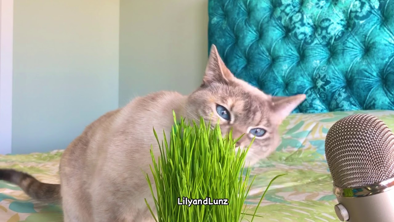 ASMR - CAT EATS GRASS