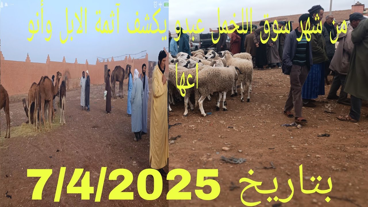 من أشهر سوق اللجمل  بݣلميم عبدو يکشف آثمة الإبل أونو اعهاتاريخ/7/4/2025🐪😊🙏