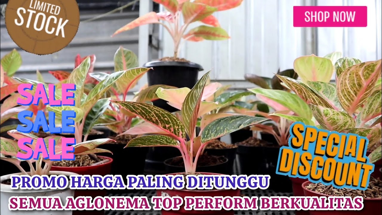 PROMO HARGA OKE PALING DITUNGGU. SEMUA AGLONEMA TOP PERFORM BERKUALITAS ADA DI SINI. Eps 1582