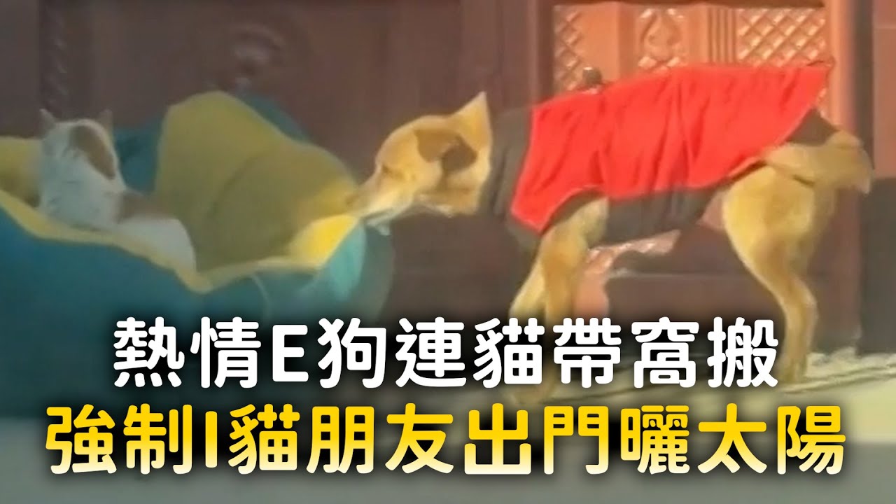 熱情E狗連貓帶窩搬　強制I貓朋友出門曬太陽