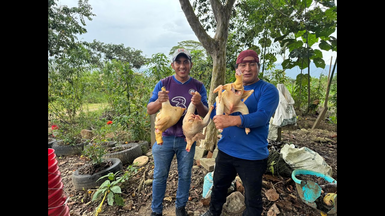 Los gallos mas grandes para disfrutar en familia | Don Valentin