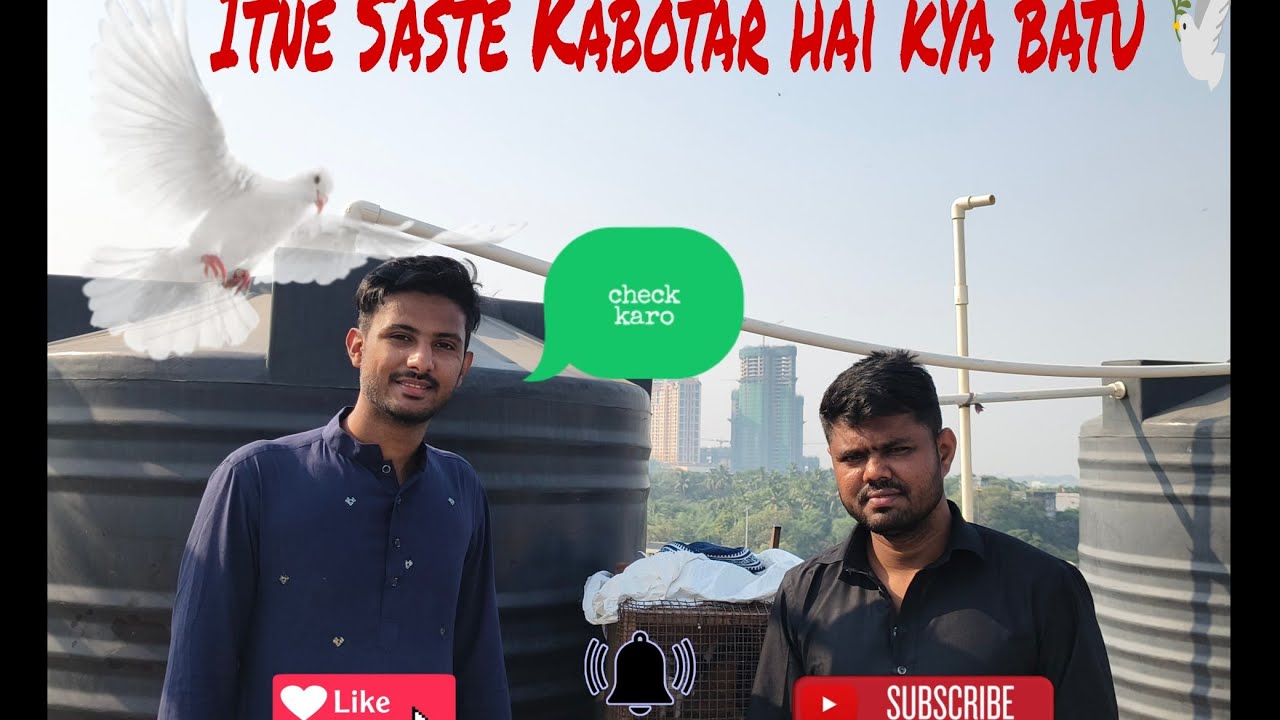 🤔Itne saste kabutar ab kha milte hai aur ache kabootar jisko bhi chaiye to idhar a jao