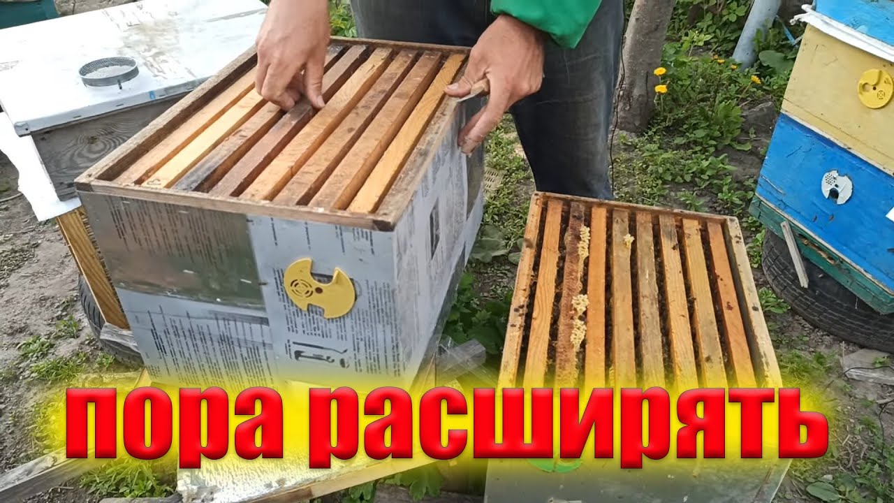 Постановка второго корпуса в улье для майского меда. Как расширять пчел в корпусном улье Дадан.