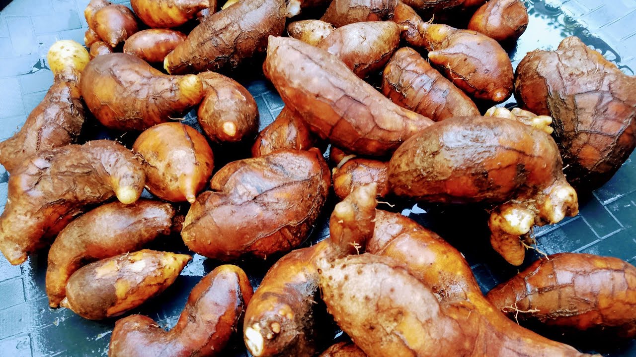 Wow Harvesting Lesser Yam And Mustard On My Garden🙏☺️#sweetyum#tuge#mustasa #mixtripvlogs#batang90s 