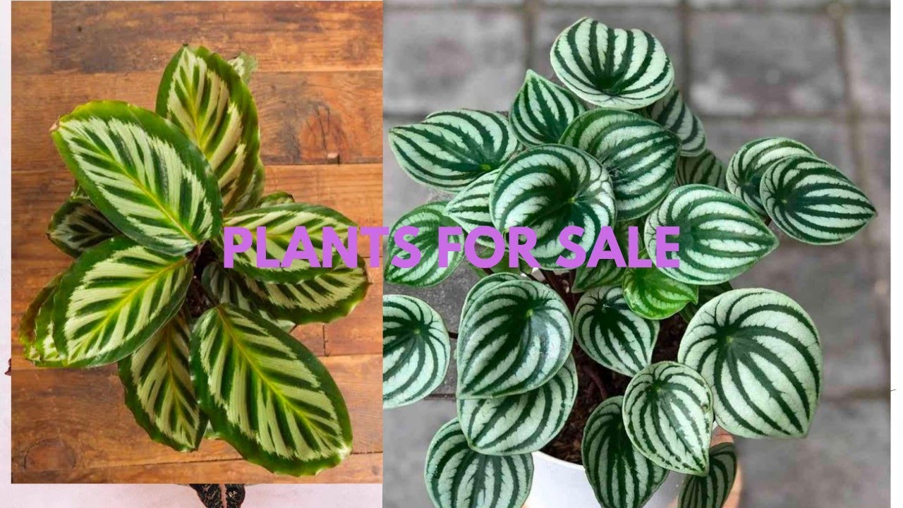 Plantsale, limited stock only, cactus, philodendrons, sansiveria varieties are available