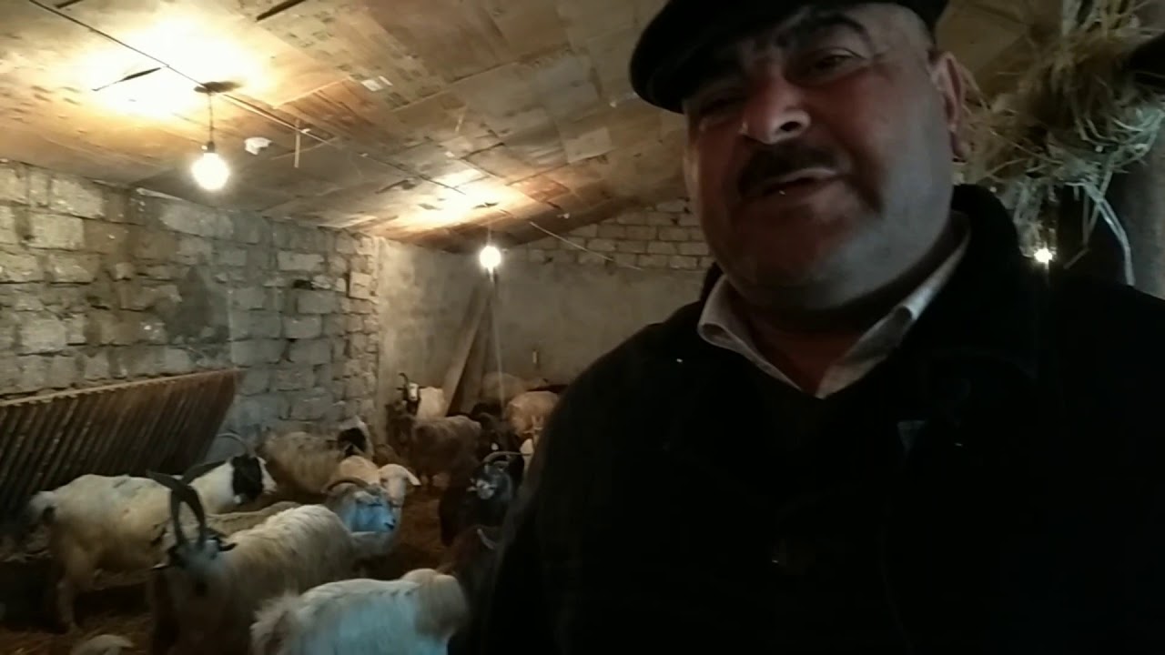 Yerli keçi ferması-Qala