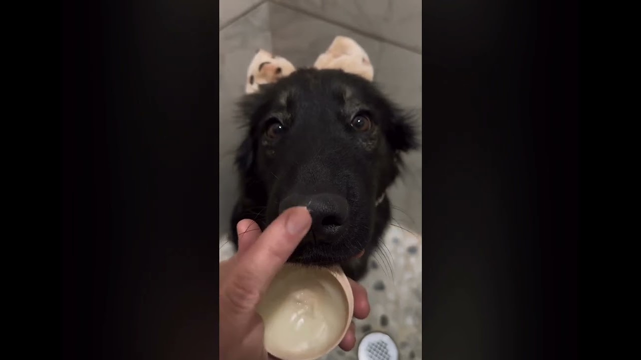 credits to  @thegoodhype   The dog is 79.4% like a german shepherd.