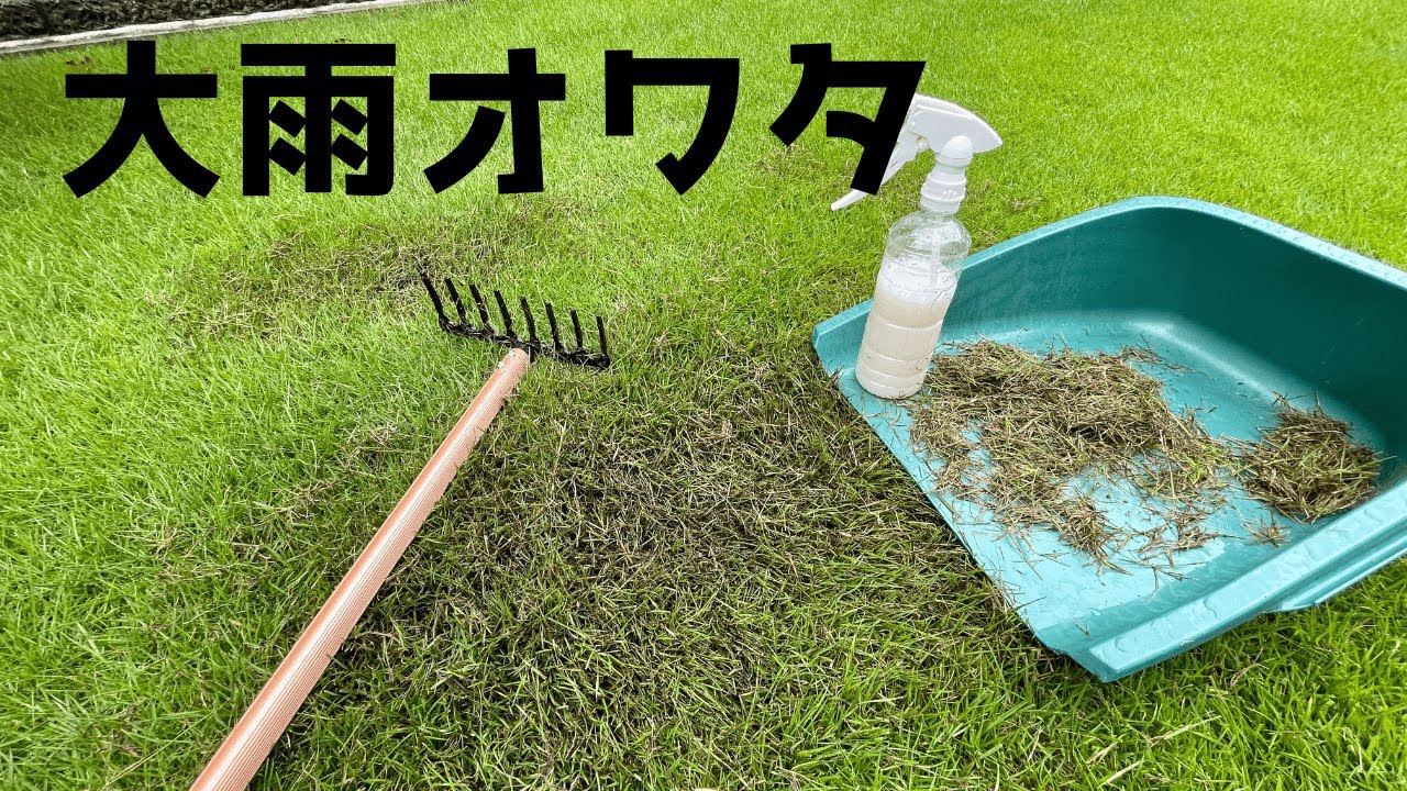 芝生が病害になっちゃいました