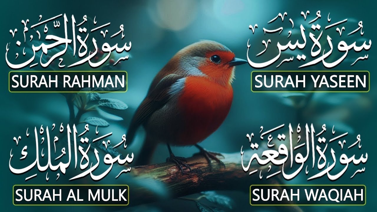 Surah Yaseen ❤ Surah Rahman ❤ Surah Al Waqia ❤ Surah Al mulk Soothing Quran recitation