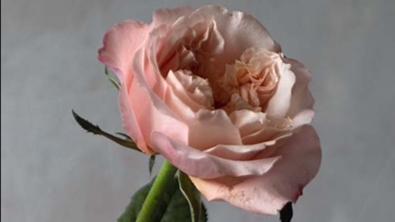 Live Oil Painting Session: the Colour Stories of Roses