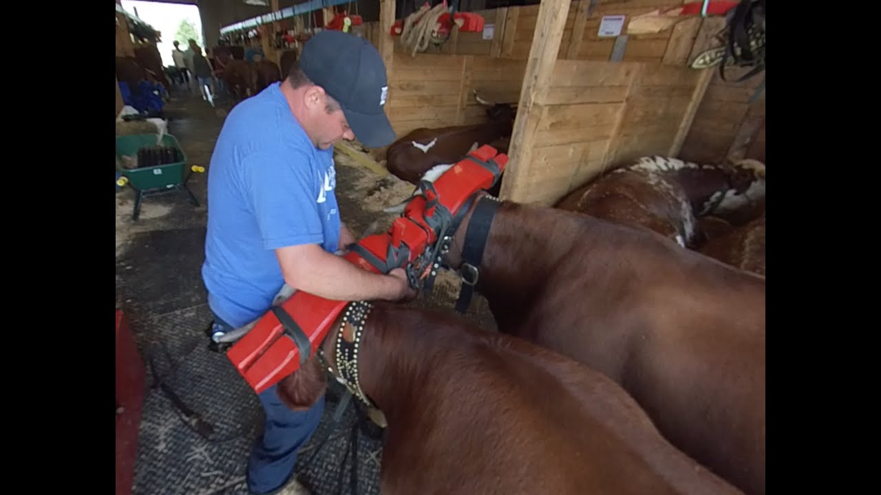 Yoking  A Team of Oxen in 360