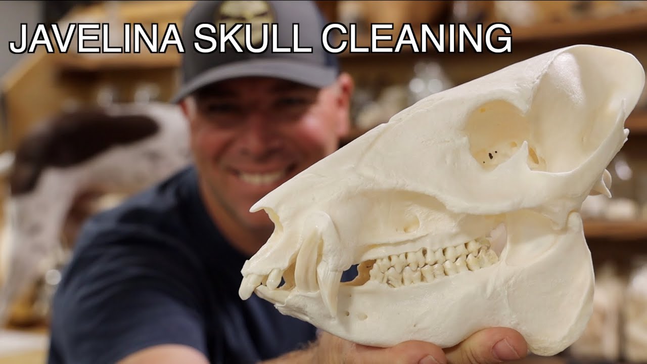 SKULL CLEANING A JAVELINA 