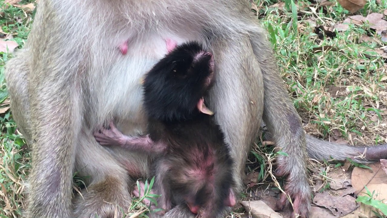 Something Is Wrong and Make Newborn Baby Crying For The First,  Angkor Monkey
