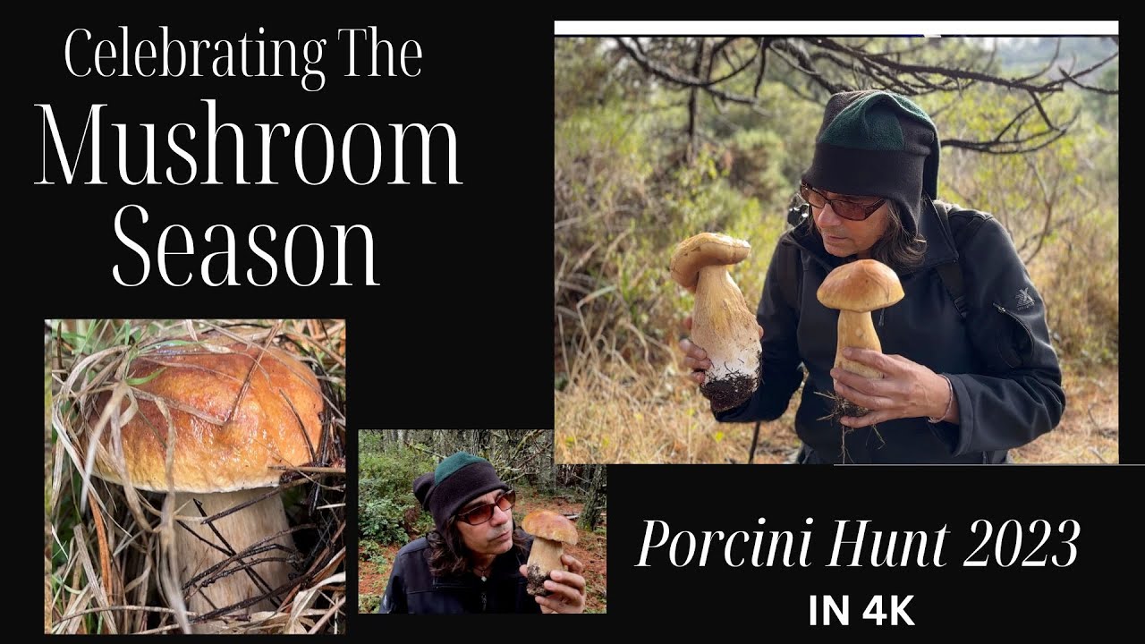 Porcini in the wild, mushroom hunting 2023