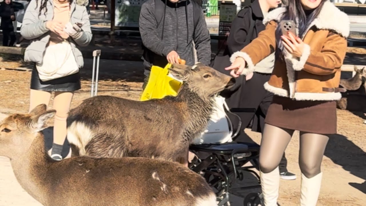中国人減少の奈良公園🦌他国の観光客で溢れかえる‼️