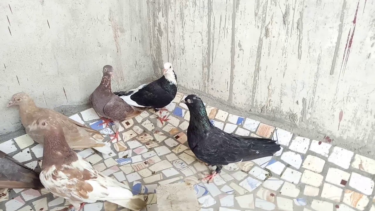 Lal or kale Madrasi Pigeons Loft