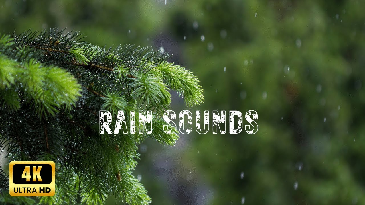 Rain Nature  Sounds 4 K