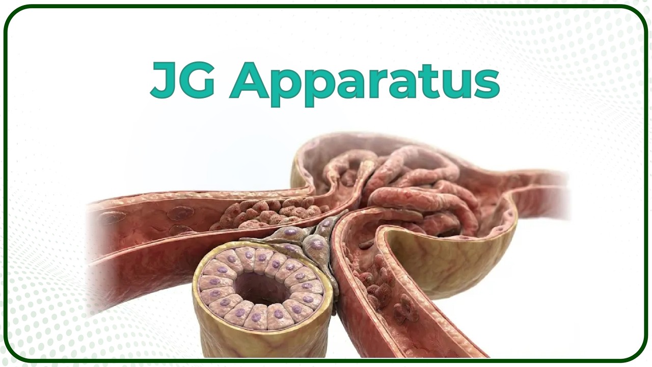 6. Аппаратура JG и авторегуляция СКФ | USMLE