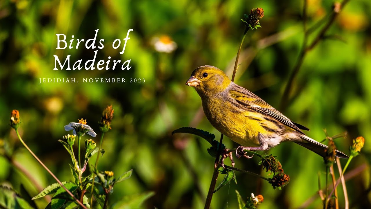 Birds of Madeira, Portugal