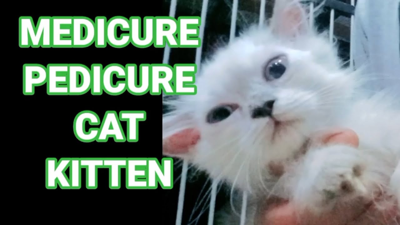 Kitten cat medicure pedicure