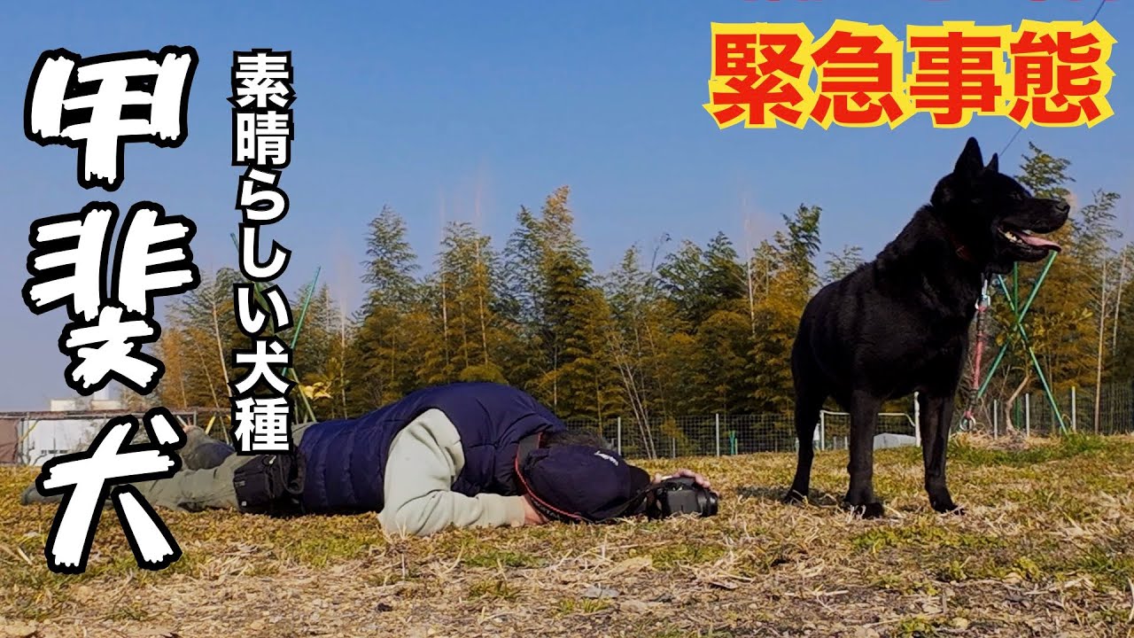 【感動】バレバレのドッキリを甲斐犬に仕掛けたら凄い絆が出来ていた
