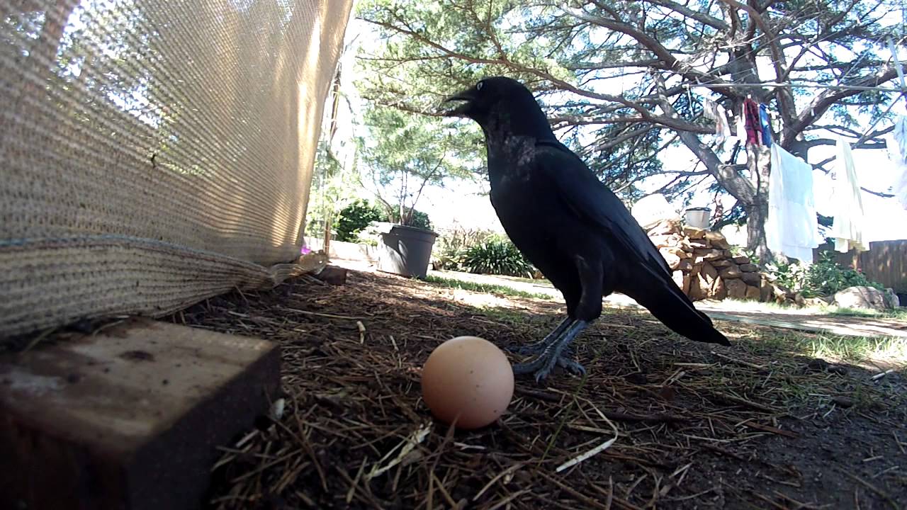 Crow eats egg