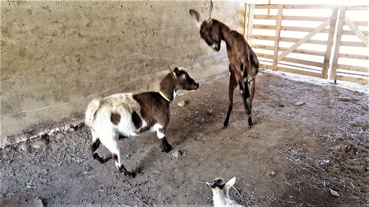 BATTLE FOR THE BARN!- Introducing A New Goat To The Herd