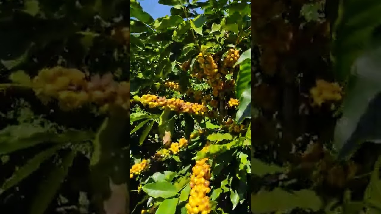 cultivar Catucai 24/137 amarelo 🌿⛰️