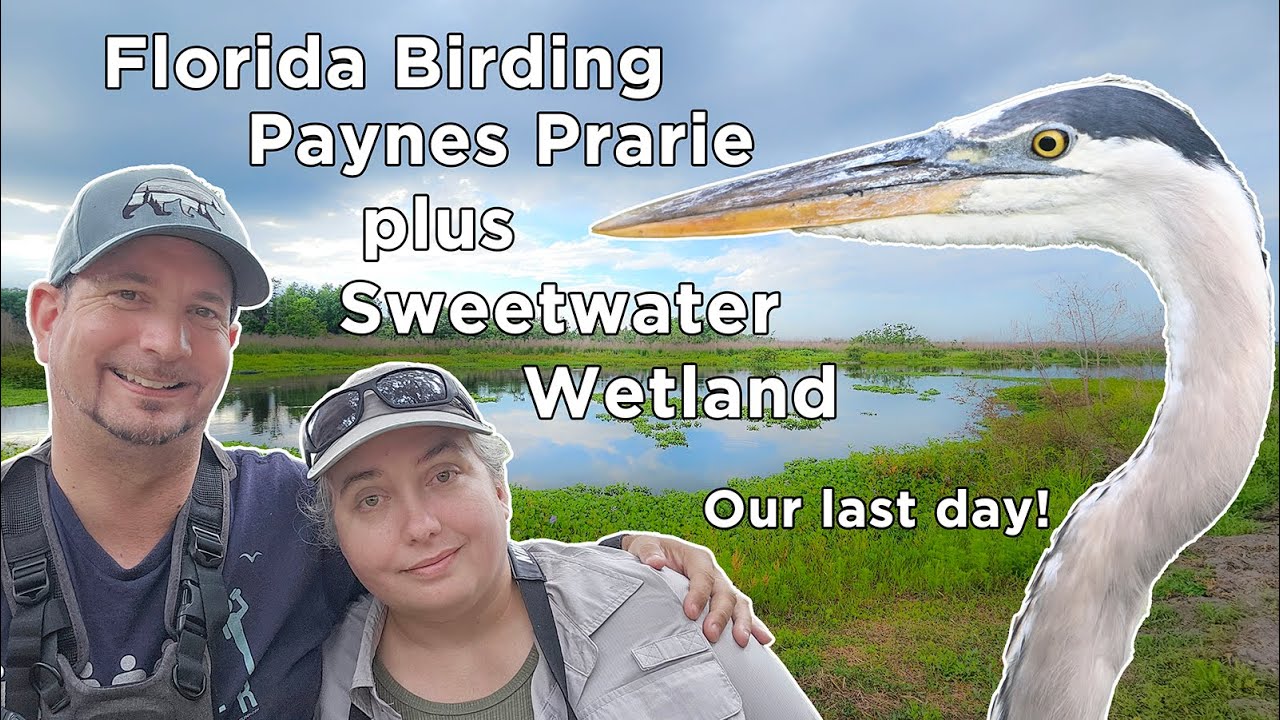 Last Day of Florida Birding at Paynes Prairie and Sweetwater Wetlands