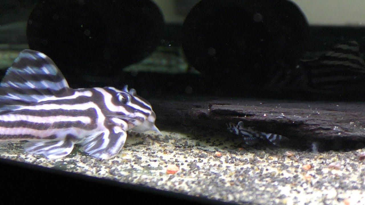Zebra Pleco Breeding Colony L46 L046 Babies December 2019