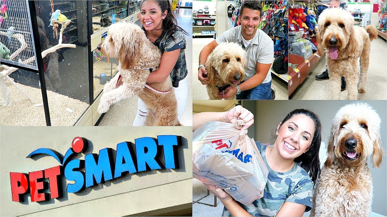 SHOPPING AT PETSMART WITH OUR GOLDENDOODLE PUPPY DUDE + HAUL!
