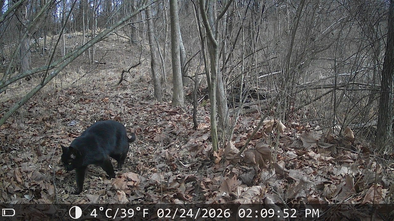 You Never Know What Shows Up on These Cameras…