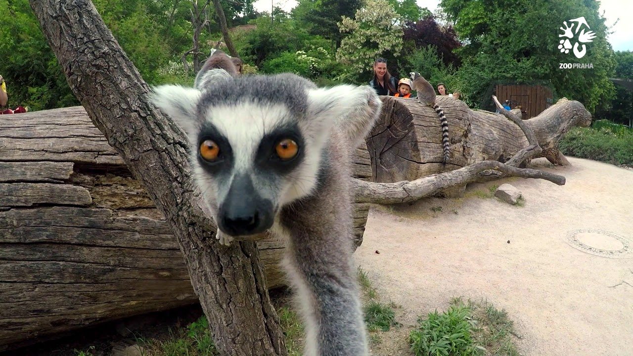 Zoo Praha:  V&iacute;tejte na Ostrově lemurů
